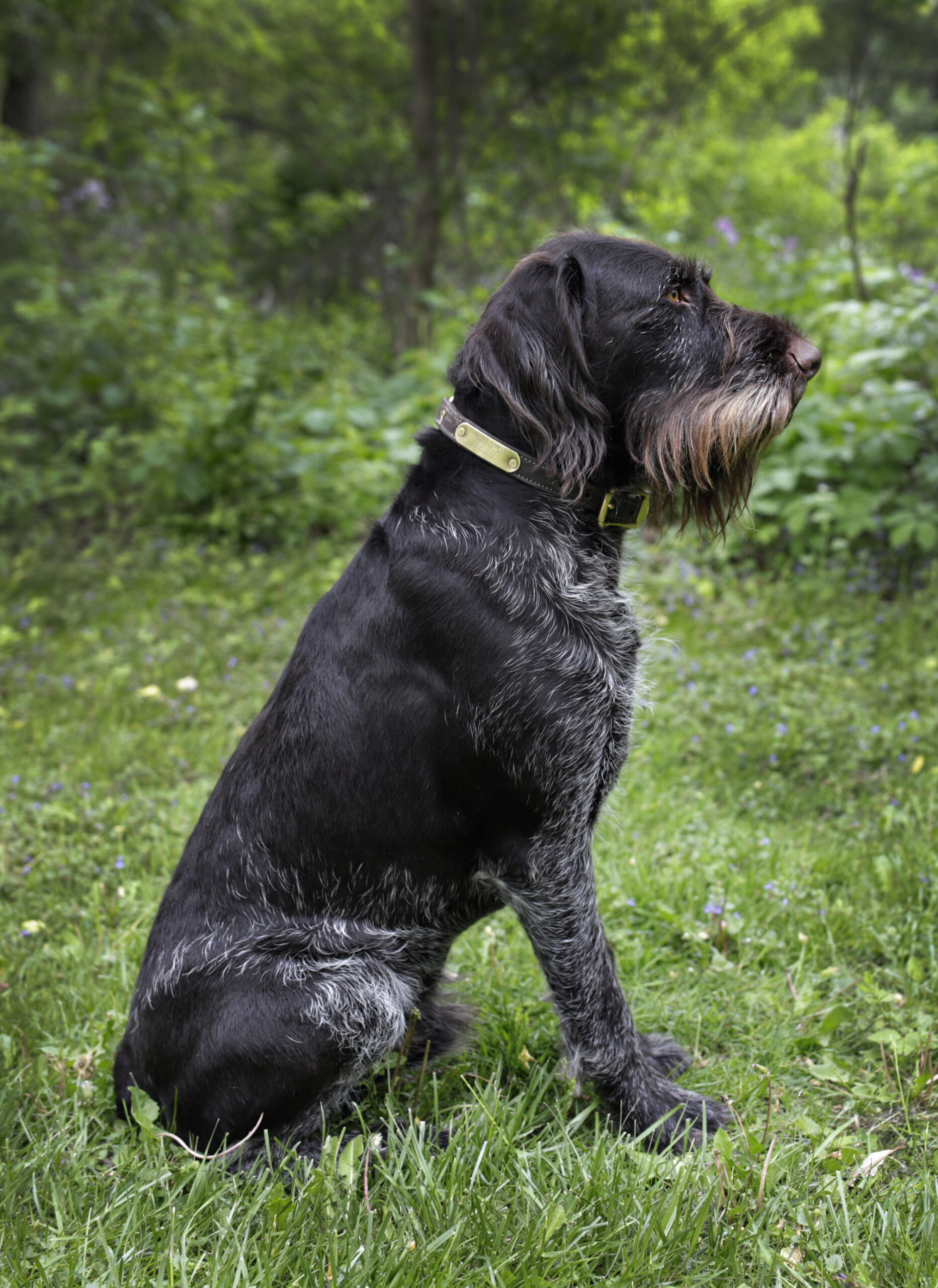 Jager vom Ike sire of NII Deutsch Drahthaar litter vom Himmelbogen